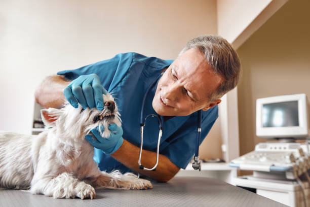 Best Pediatric Emergency Dentist in East Uniontown, PA